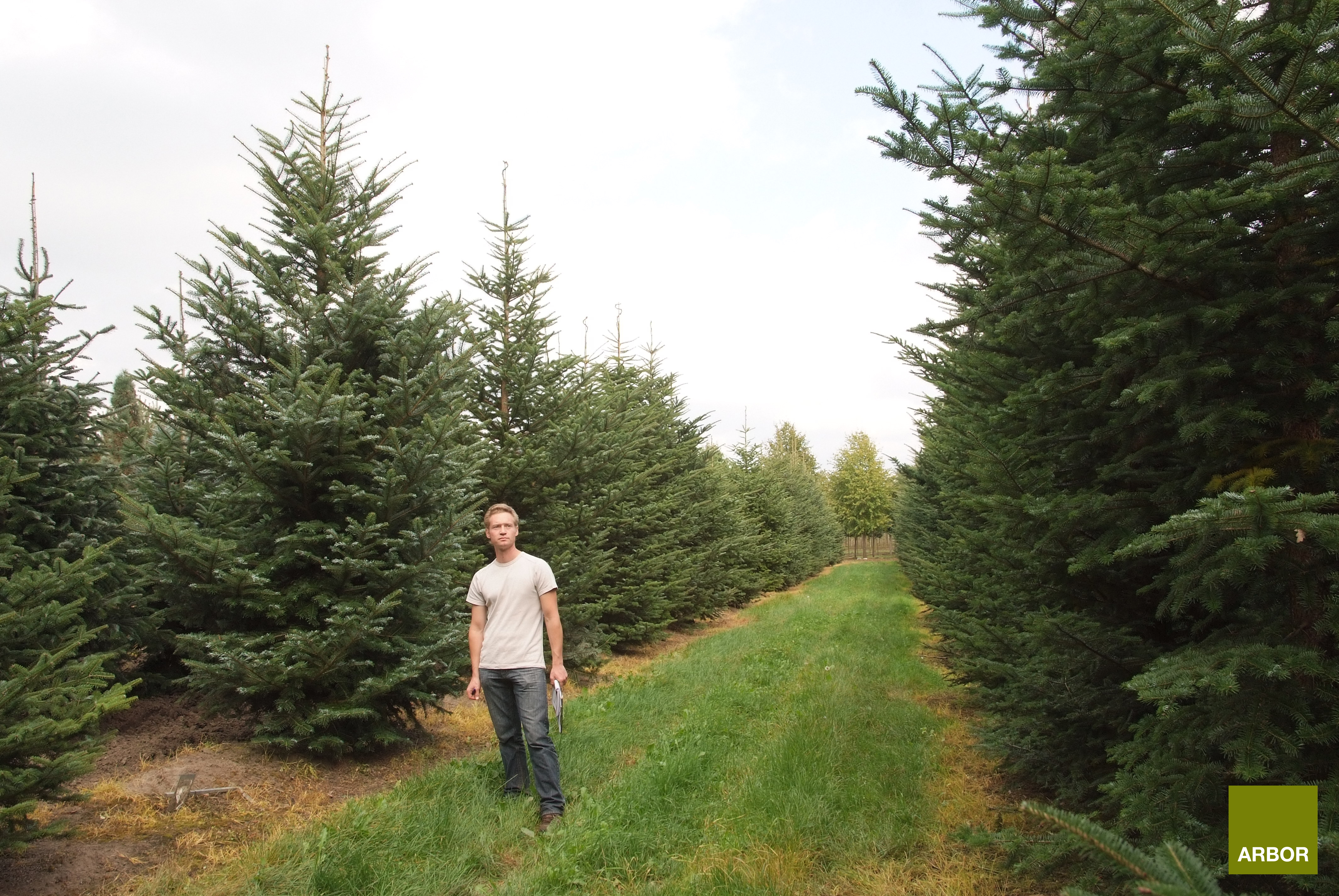 კავკასიური სოჭი